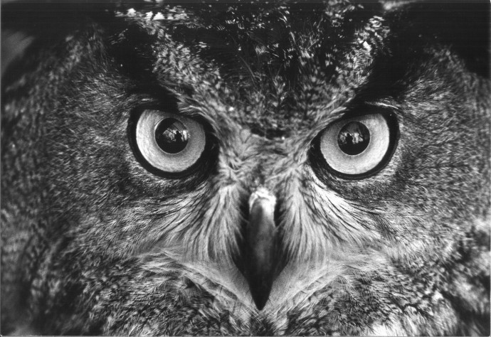 Mario De Biasi “Naturalis Historia” 