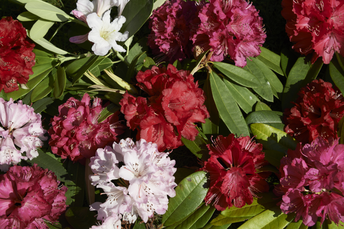 Flower Day Bio