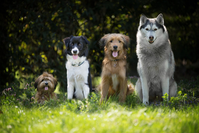 Esposizione Canina Amatoriale Locale "Quattro zampe di simpatia"
