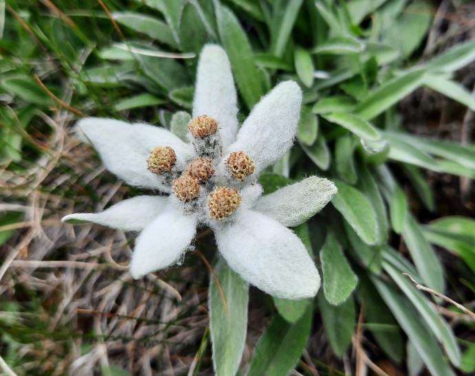 La Magia della Flora Alpina 