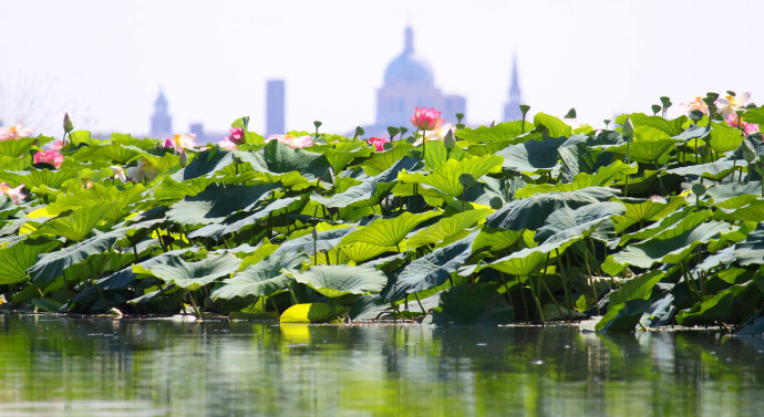 Navigazione da Mantova a Grazie tra i fiori di loto