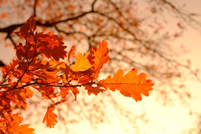 Autunno Gussaghese - 55ª Edizione