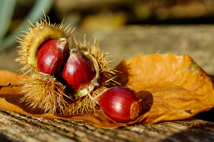 20 ° Chestnut Festival - Peglio