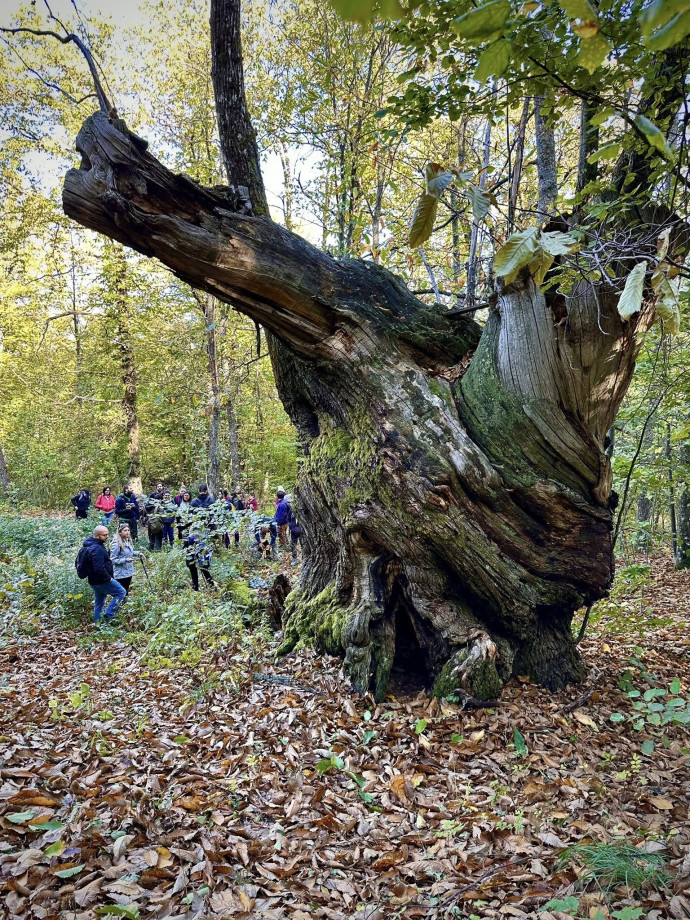 Walk “In the Presence of Giants”