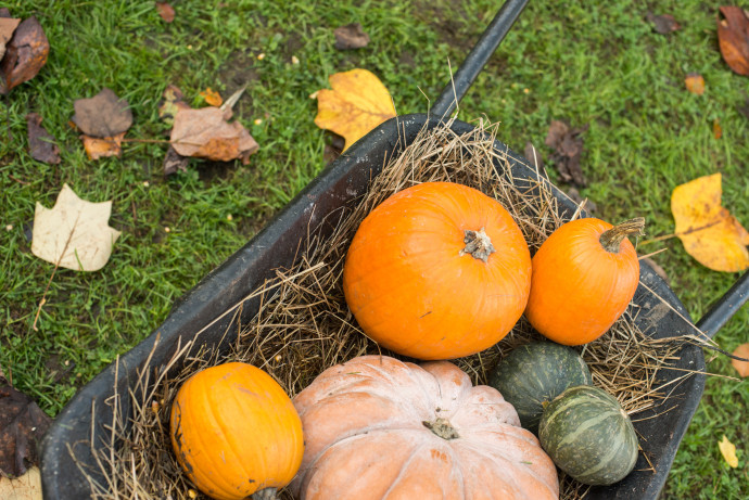 FESTIVAL D'AUTUNNO