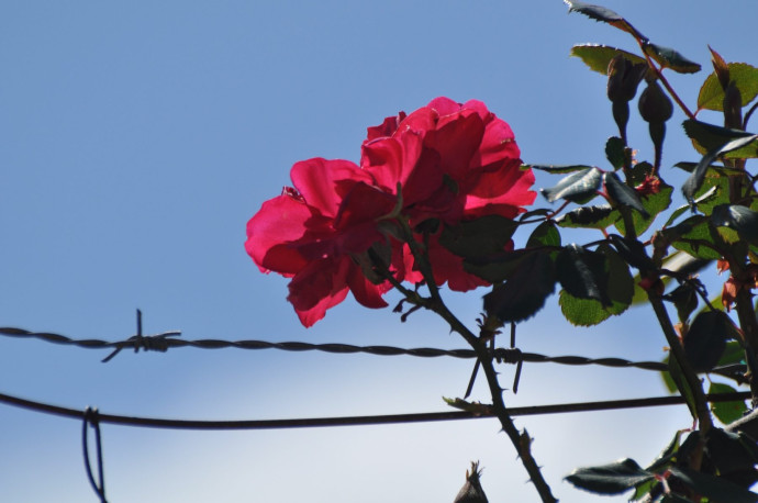 Licenza: CC0 | Crediti: CC0