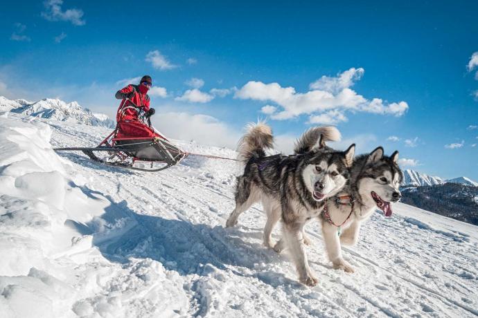 Dog Sledding