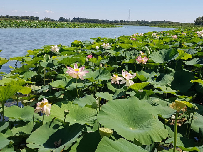 Mantova e il risveglio dei fiori di loto Mantova e il risveglio dei fiori di loto