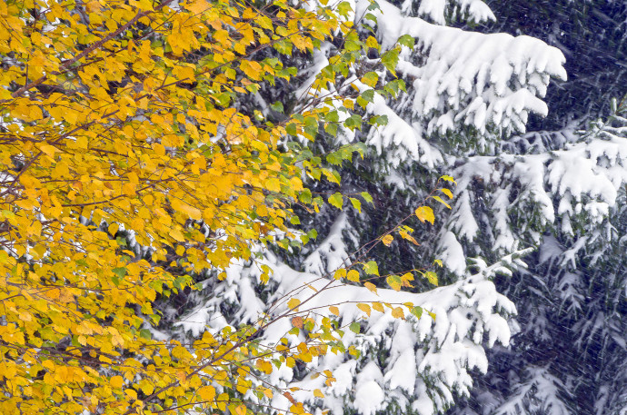 Foliage in autunno