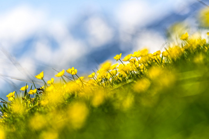 La fioritura nei pascoli e negli alpeggi