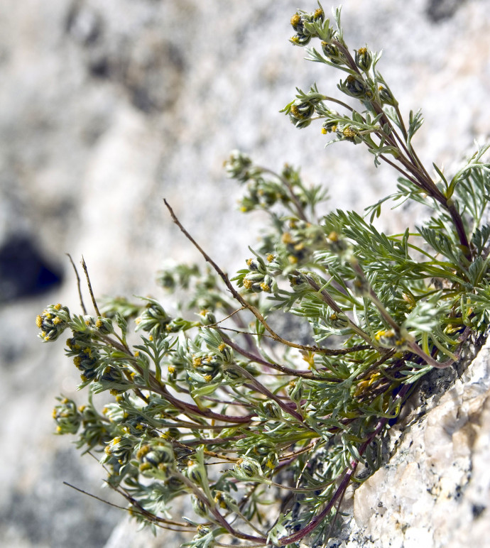 Di profumo in profumo lungo il Pizzo Bernina