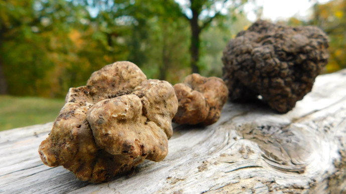 Il Tartufo dell'Oltrepò Pavese Il Tartufo dell'Oltrepò Pavese