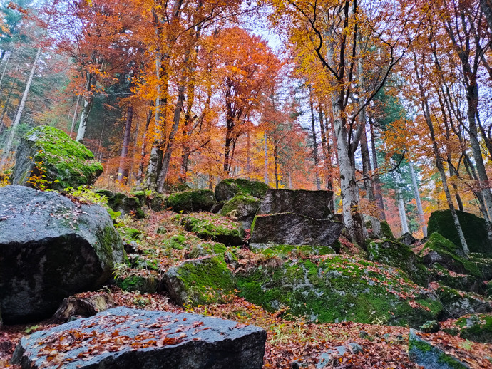 In Valtellina, nella foresta del Gigiàt
