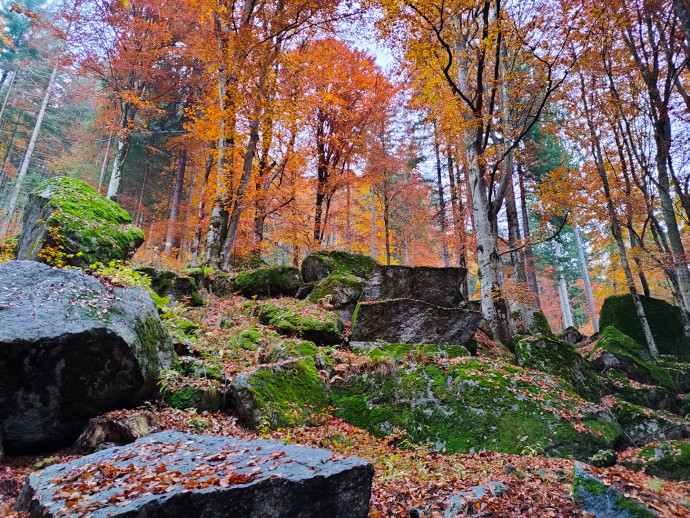 In Valtellina, nella foresta del Gigiàt