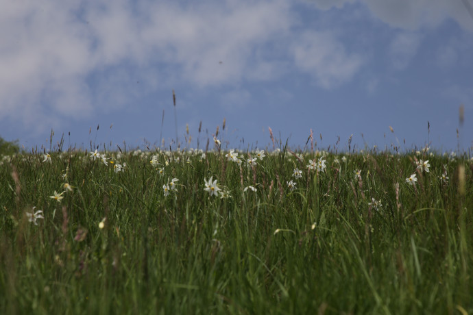 I Narcisi nei prati di Caglio Fioritura nel mese di maggio di candidi narcisi