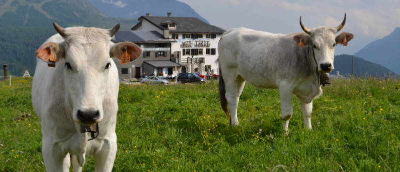 RIFUGIO MAI TARDI