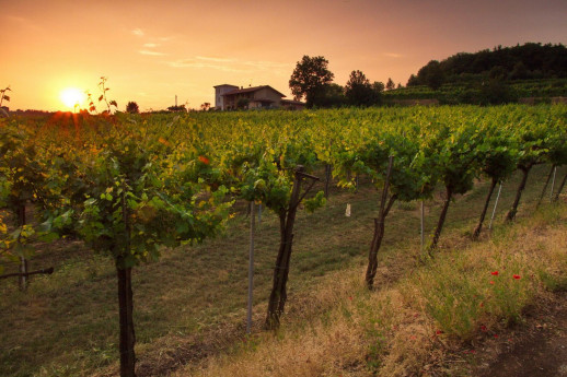 AZIENDA AGRICOLA VIGNA DORATA