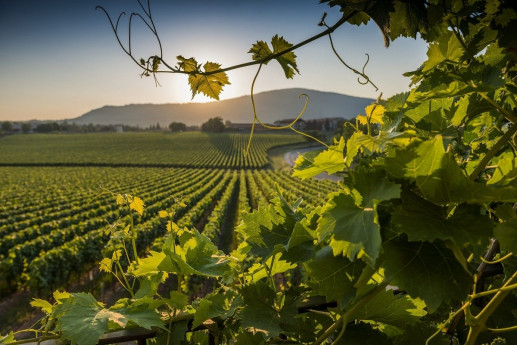 Festival Franciacorta in Cantina 2023