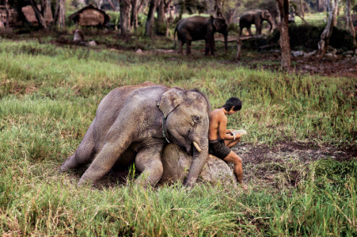 Steve McCurry: Animals Steve McCurry: Animals