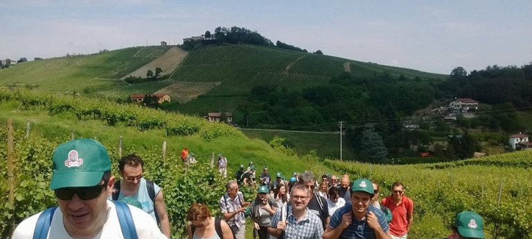 Scollinando in vendemmia tra le vigne del Buttafuoco Storico