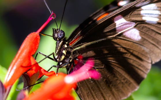 BioBlitz