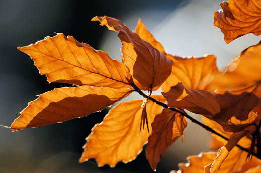 Ottobre in Rosa