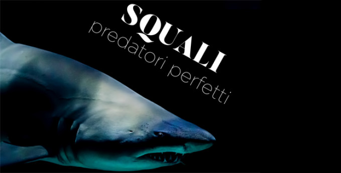 Squali. Predatori perfetti Squali. Predatori perfetti