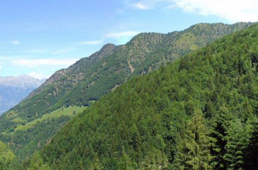 Carta delle Foreste di Lombardia Carta delle Foreste di Lombardia