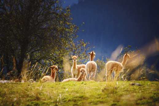 Attività con Alpacas Attività con Alpacas