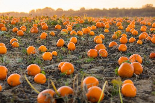 Pumpkin Patch, il Villaggio delle Zucche Pumpkin Patch, il Villaggio delle Zucche