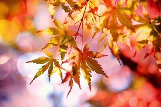 I colori d'autunno al giardino d'atmosfera I colori d'autunno al giardino d'atmosfera