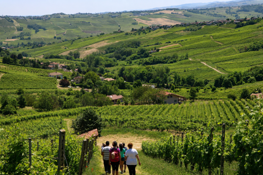 Vigne del Buttafuoco Storico Oltrepò Pavese