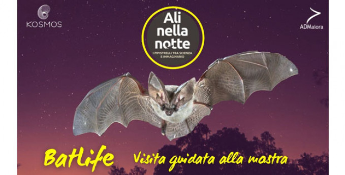 BatLife BatLife