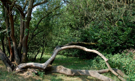 Avant-Garden Avant-Garden