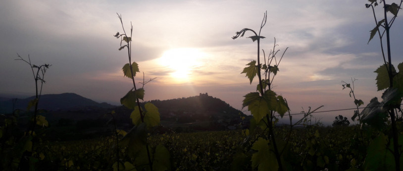 Tramonto di vino alla cantina Cà del Gè Tramonto di vino alla cantina Cà del Gè