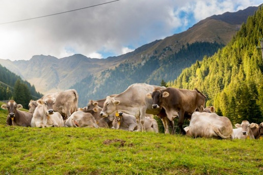 Cheese Trekking Cheese Trekking