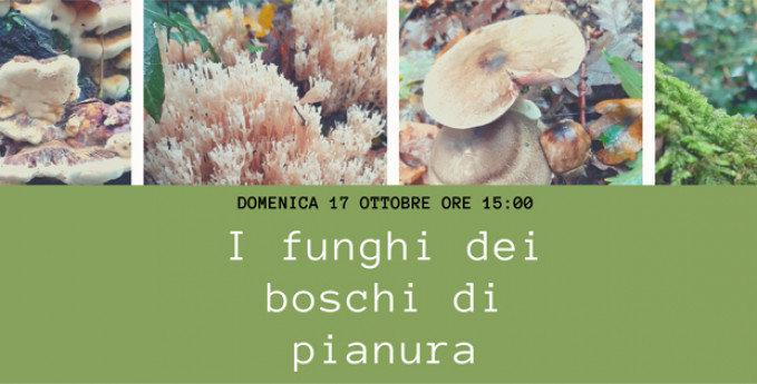 I funghi dei boschi di pianura I funghi dei boschi di pianura