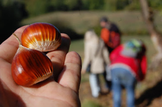 Giornata della castagna