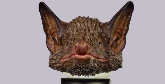 Bat Talks, 15 minuti con i pipistrelli Bat Talks, 15 minuti con i pipistrelli