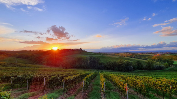 Passeggiata tra le vigne e risottata al tramonto