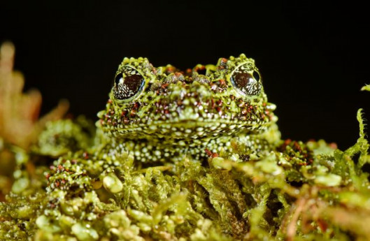 L’arte dell’inganno in natura L’arte dell’inganno in natura