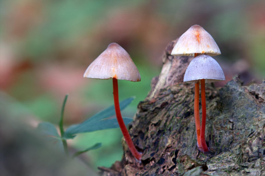 I naturalisti cremonesi I naturalisti cremonesi