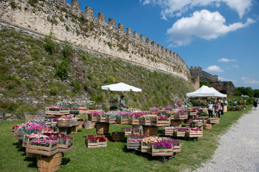Fiori nella Rocca