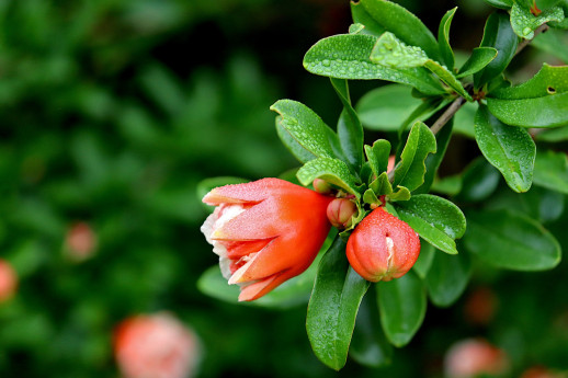 Inagurazione del Percorso botanico