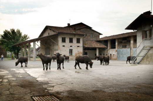 Sagra della Bufala