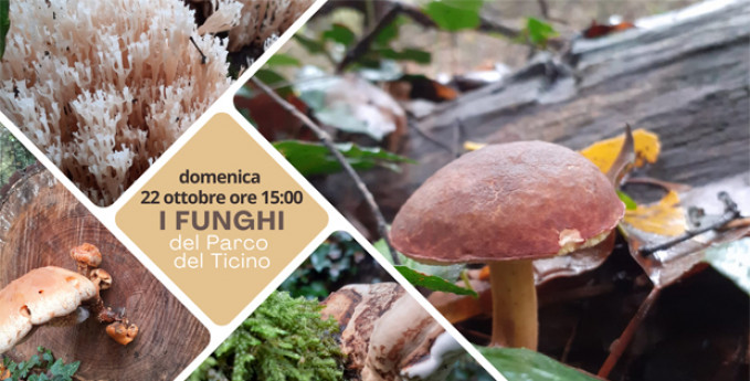 I funghi del Parco del Ticino