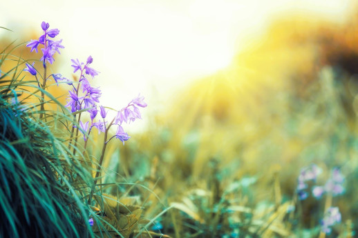Risvegli di Primavera