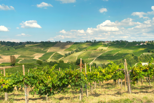 Nelle terre del Riesling:  borghi, battaglie e vino