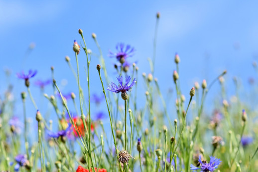 Festa di primavera