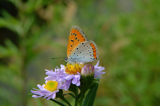 BIOBLITZ